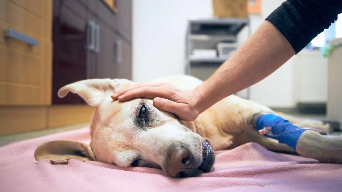chien malade