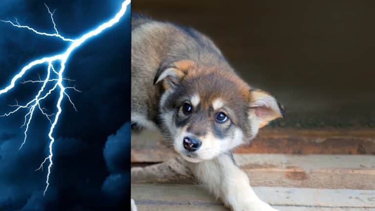 chien peur orage
