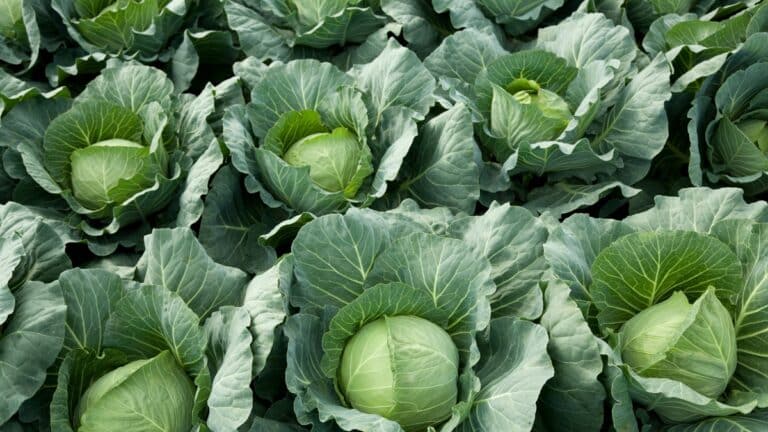choux bien ronds potager