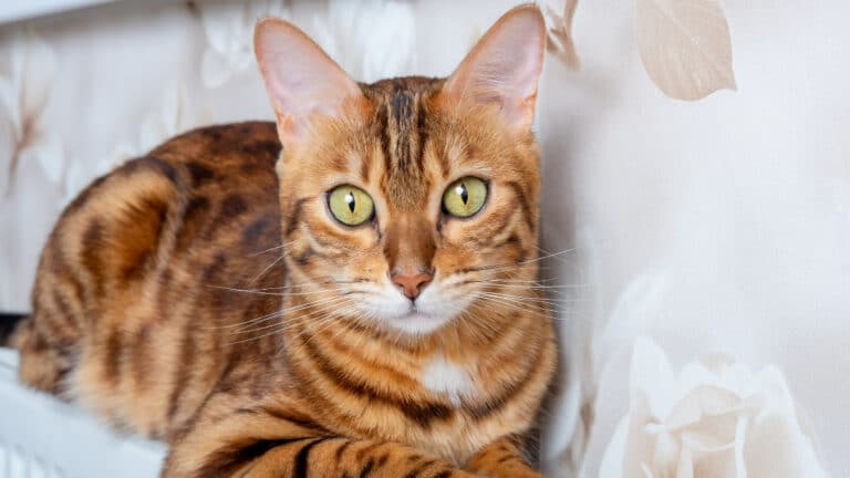 coin frais chat