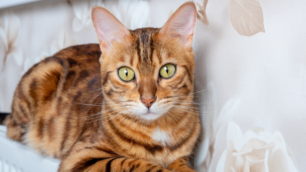 coin frais chat
