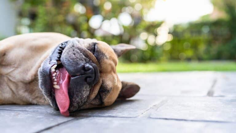 coup de chaleur du chien
