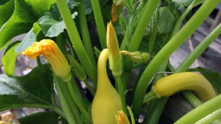 courges plants potager