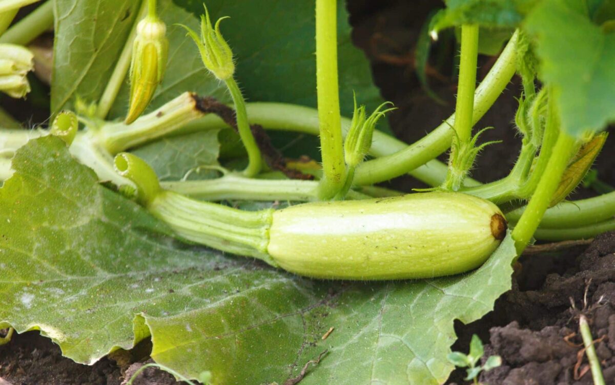 Potager : mes courgettes sont molles ou ne mûrissent pas. Comment j’ai réglé ce problème une bonne fois pour toute ?
