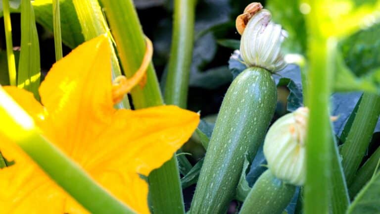 courgette du potager