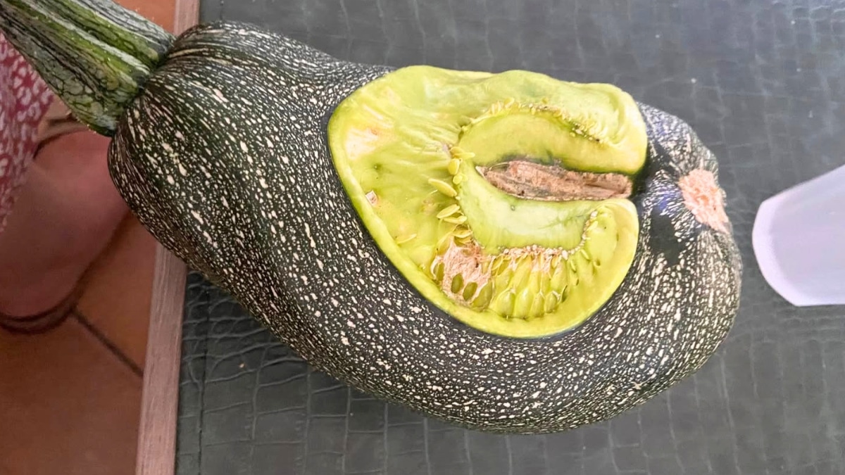courgette mutante