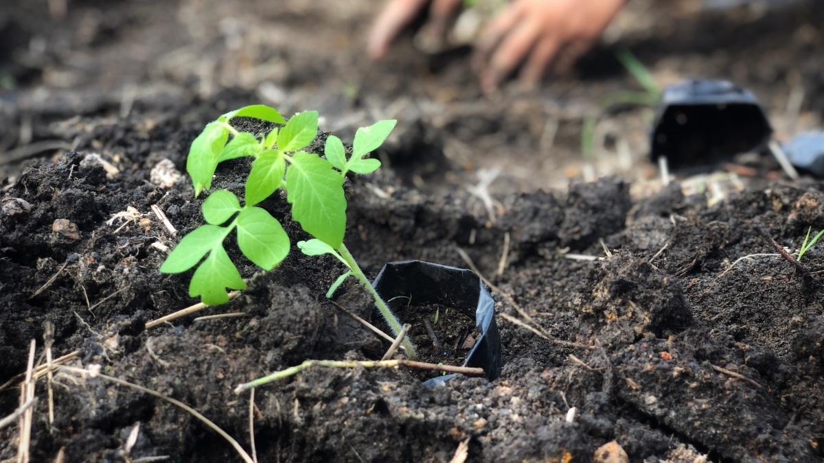 cultiver des tomates