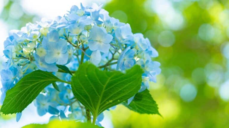 de beaux hortensias