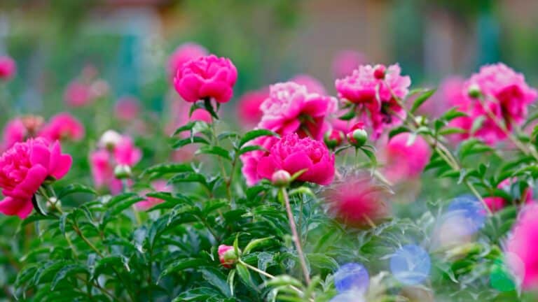de très belles pivoines