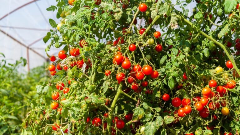 du lait pour les tomates plant