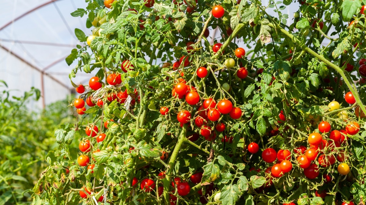 du lait pour les tomates plant