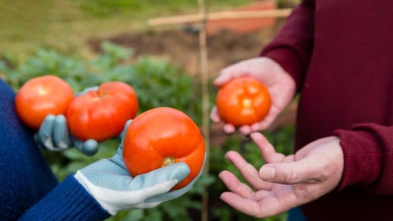 engrais pour les tomates