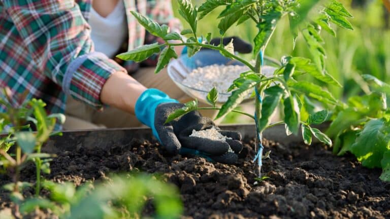 engrais tomates plants
