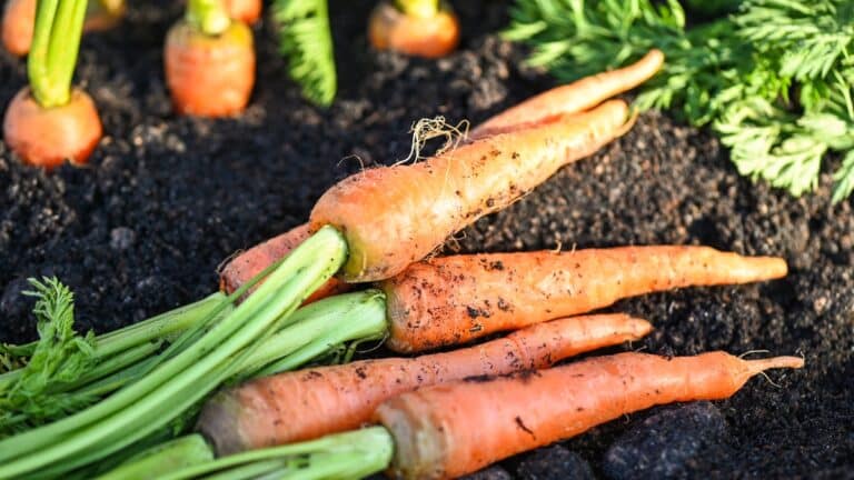 fanes de carottes jardin