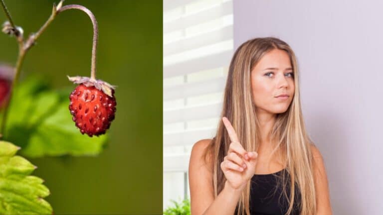 fausse fraise