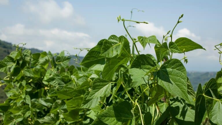 fèves potager plant