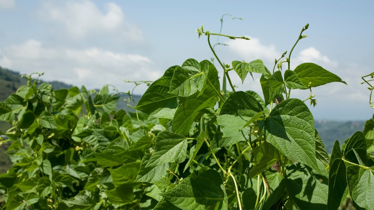 fèves potager plant