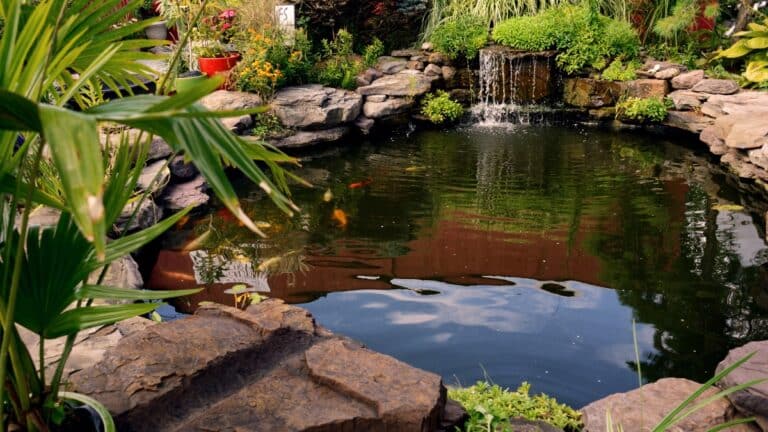 fleurs avec bassin