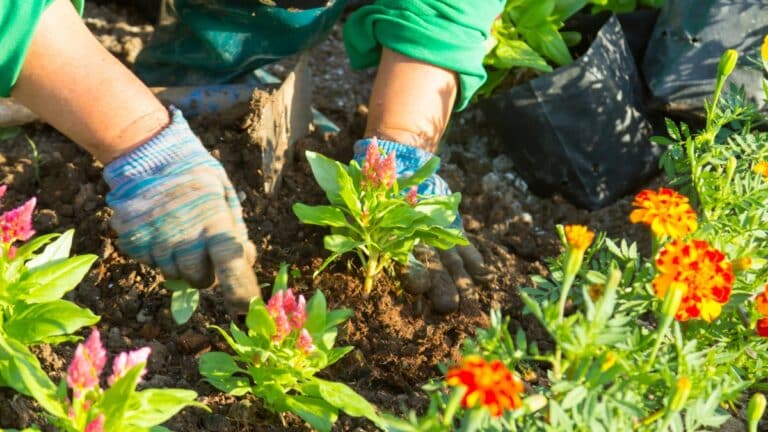 fleurs dans le jardin
