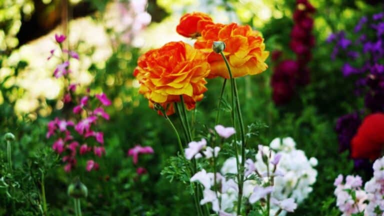 fleurs du jardin