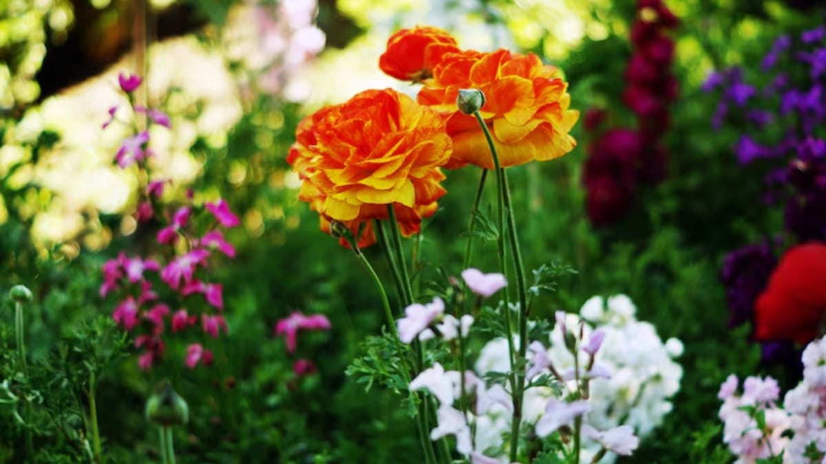 fleurs du jardin