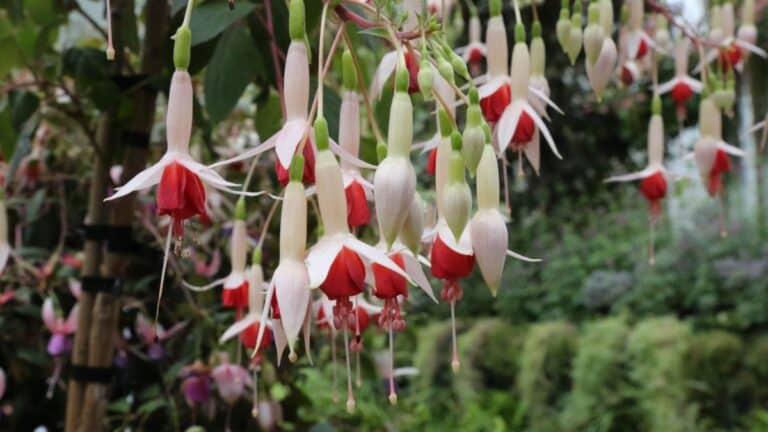 fleurs rares
