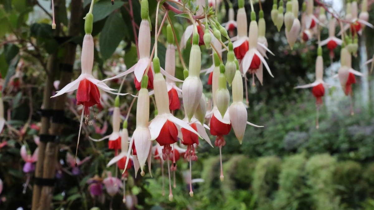 fleurs rares