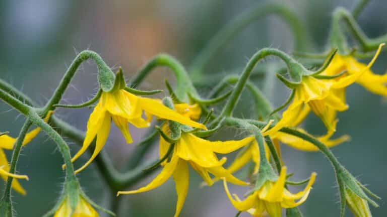 fleurs sur les plants de tomates