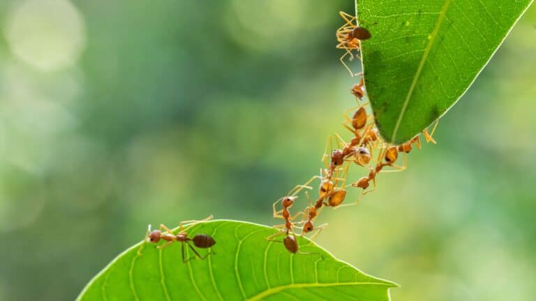 fourmis dans les légumes