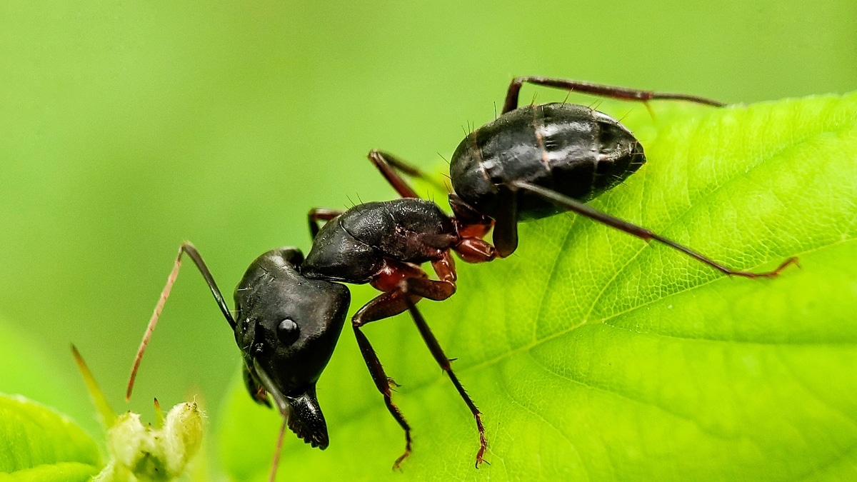 fourmis potager