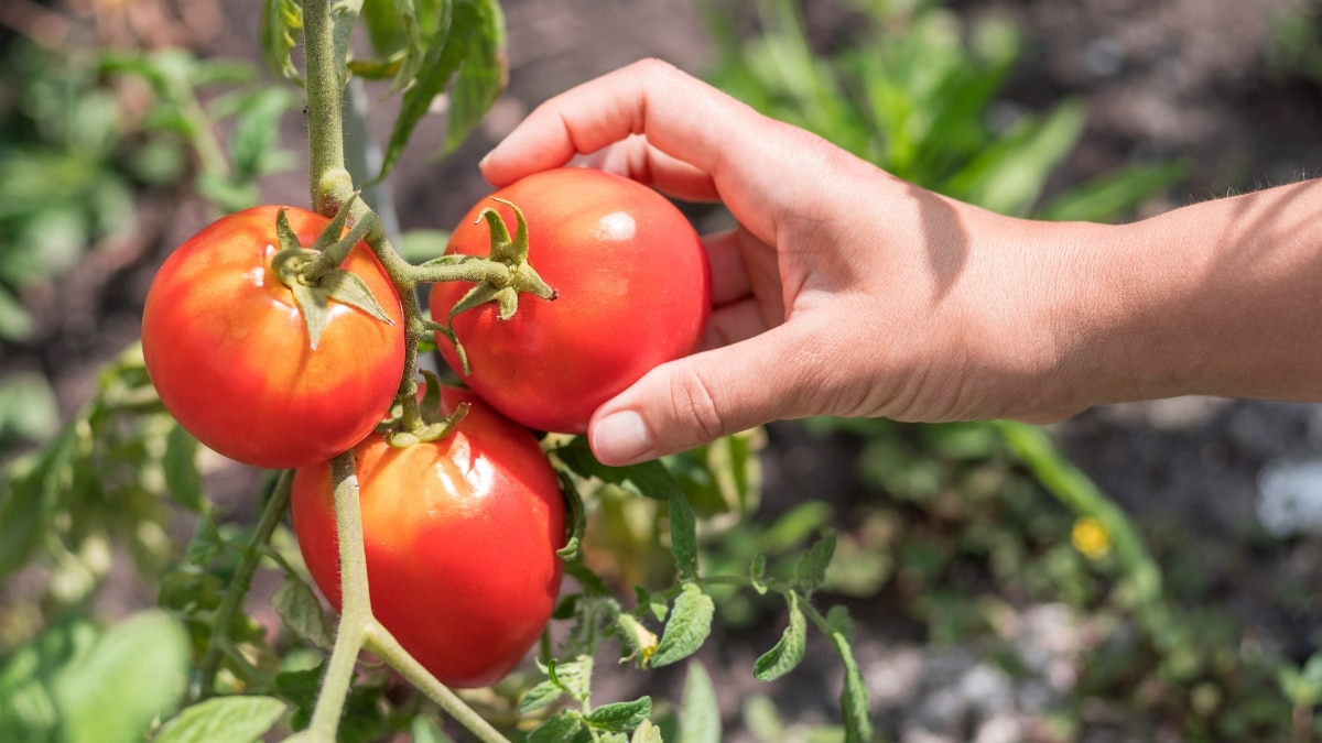 gros plant de tomates