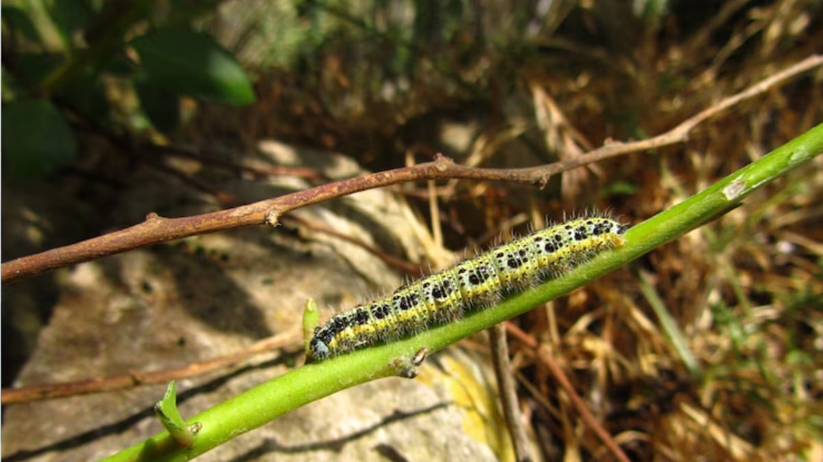 grosses chenilles dans le potager