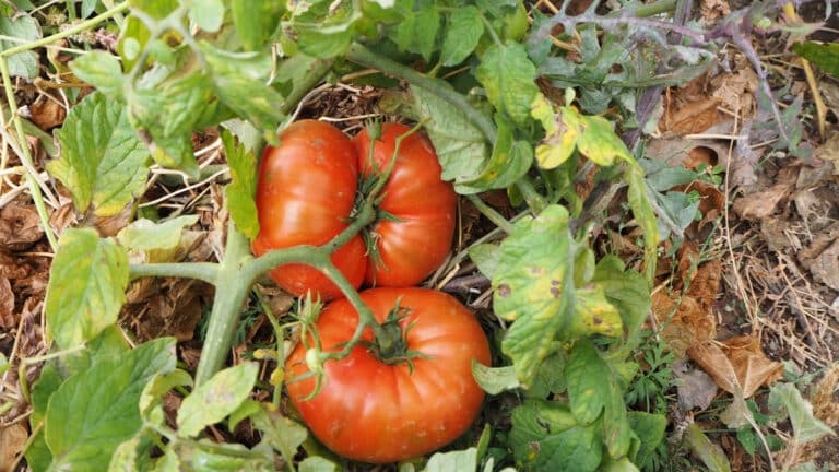 grosses tomates