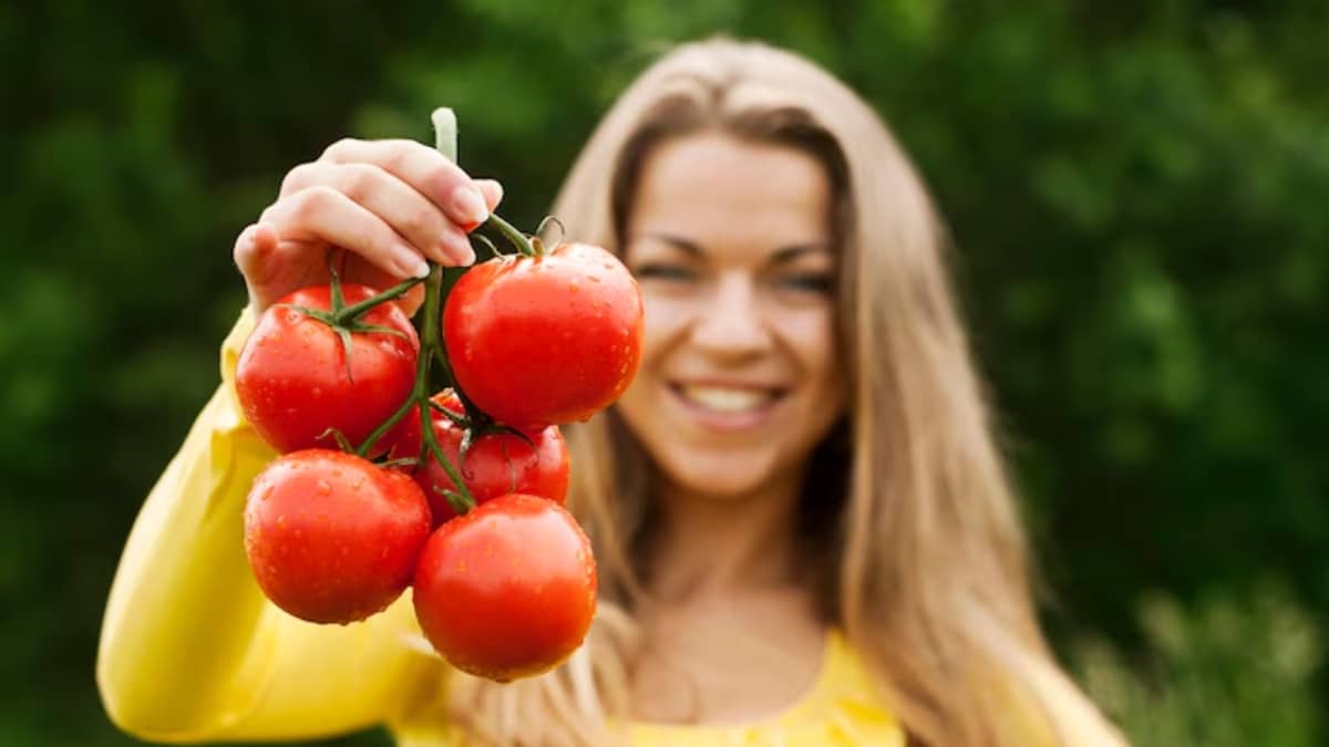 grosses tomates plants