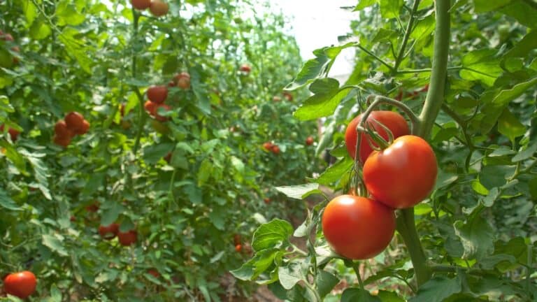 grosses tomates plants