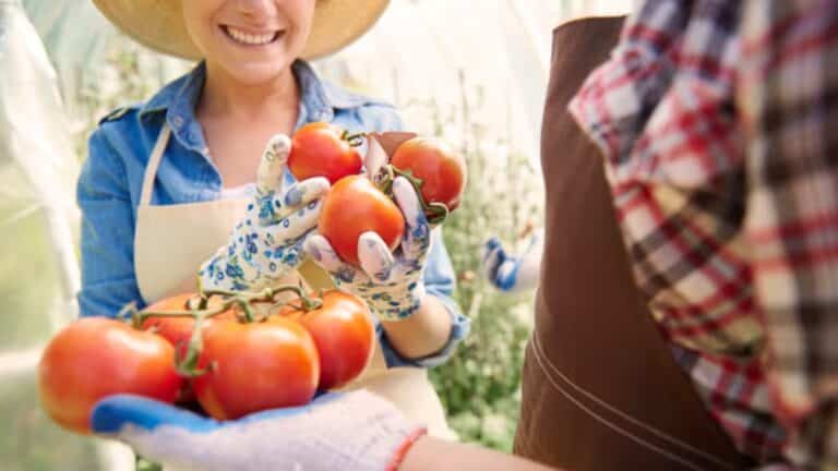 grosses tomates plants potager