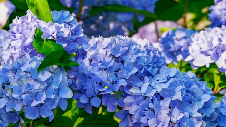hortensias bleu