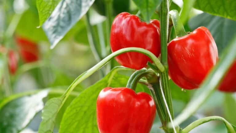 joli plant poivron