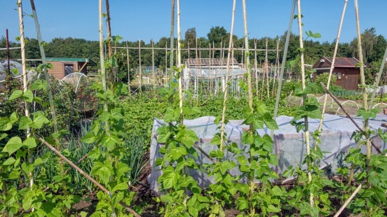 les tuteurs potager