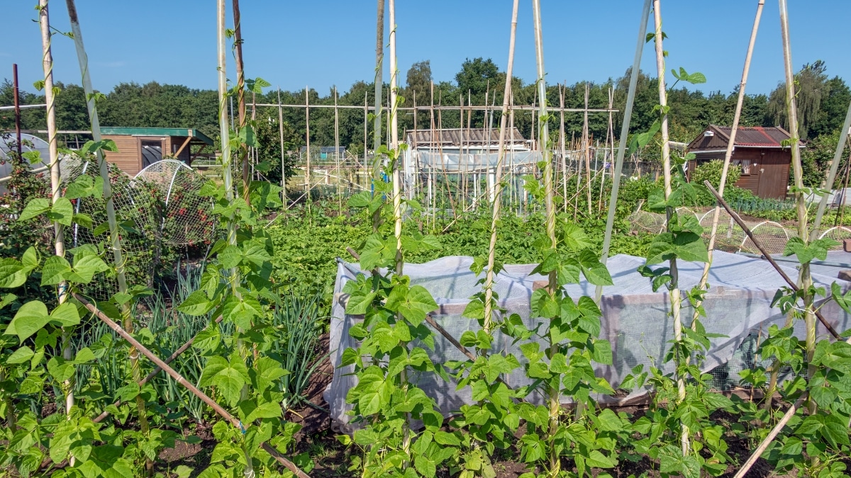 les tuteurs potager