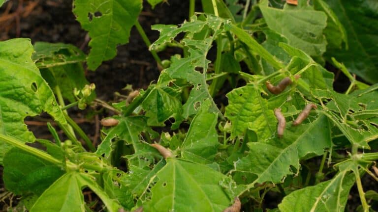 limaces au jardin potager