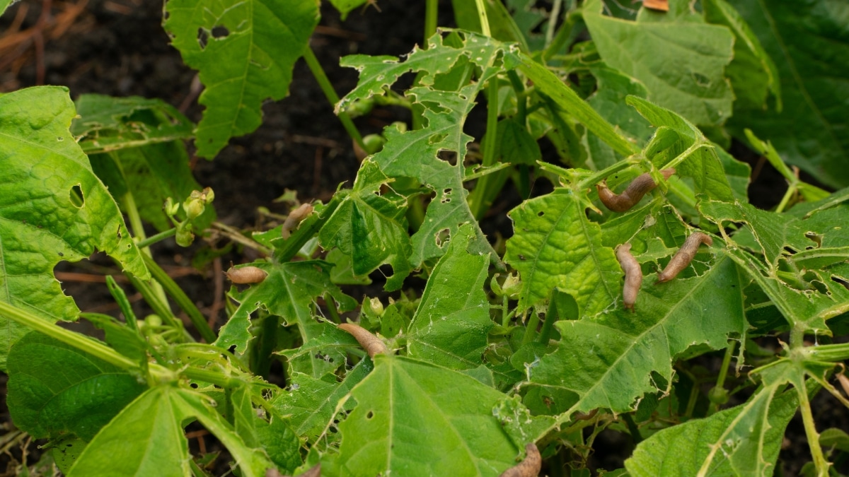 limaces au jardin potager