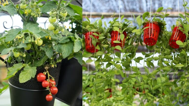 mini‑verger en pot