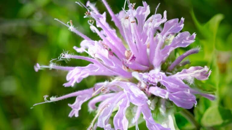 monarde