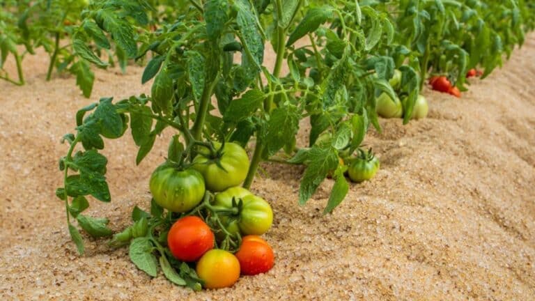 _mulch de sable superhydrophobe réduit l’évaporation et booste mes tomates