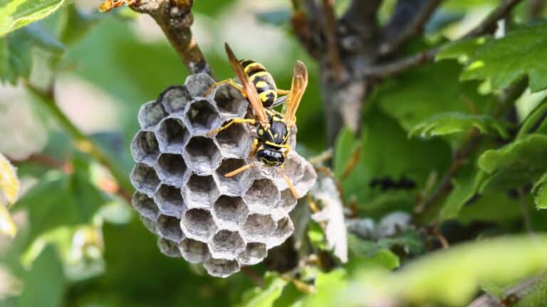nid de guêpes dans votre jardin