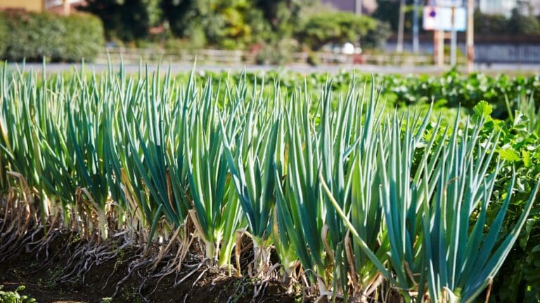 oignon potager plant