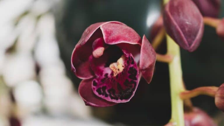 orchidée rustique