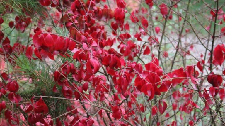 petit arbre déploie un feuillage rouge