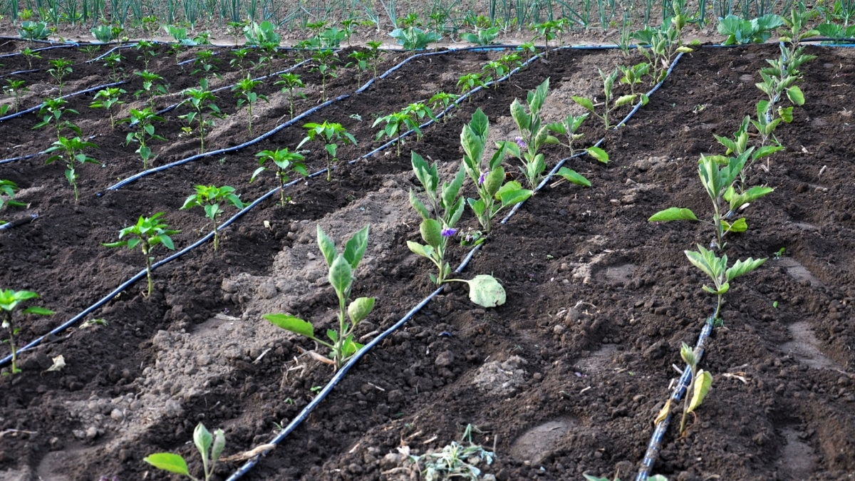 petit arrosage goutte-à-goutte maison